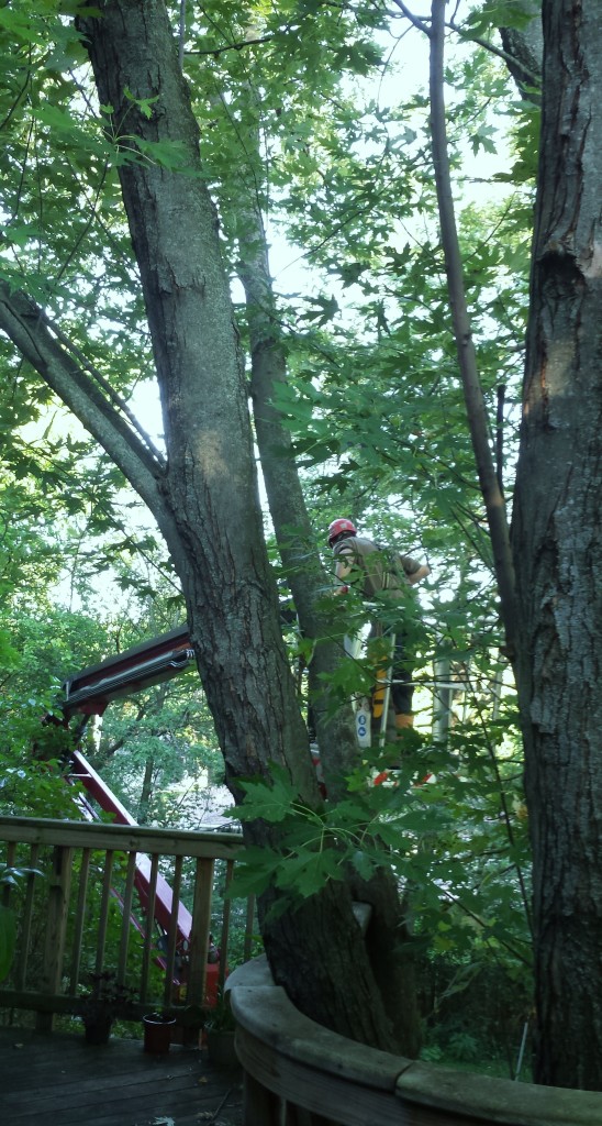 tree being cut